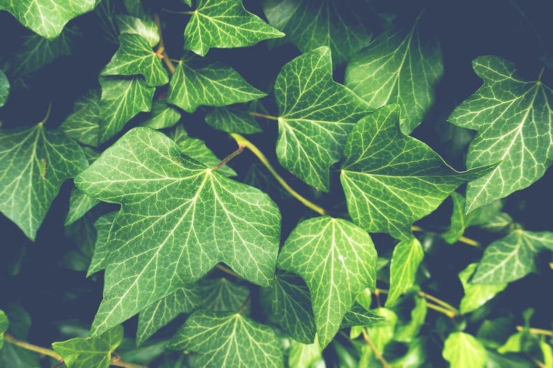 Twisted Vines