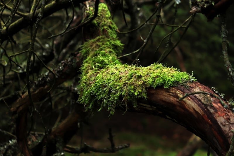 Mossy Details