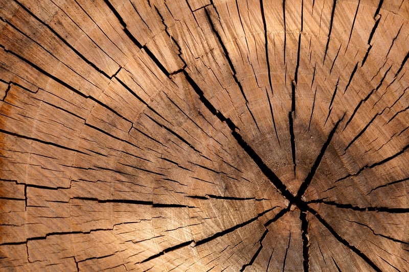 Tree Stumps